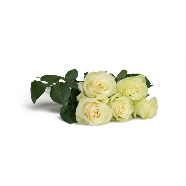 Flower of roses